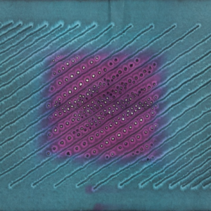 SOHAN QADRI | Untitled